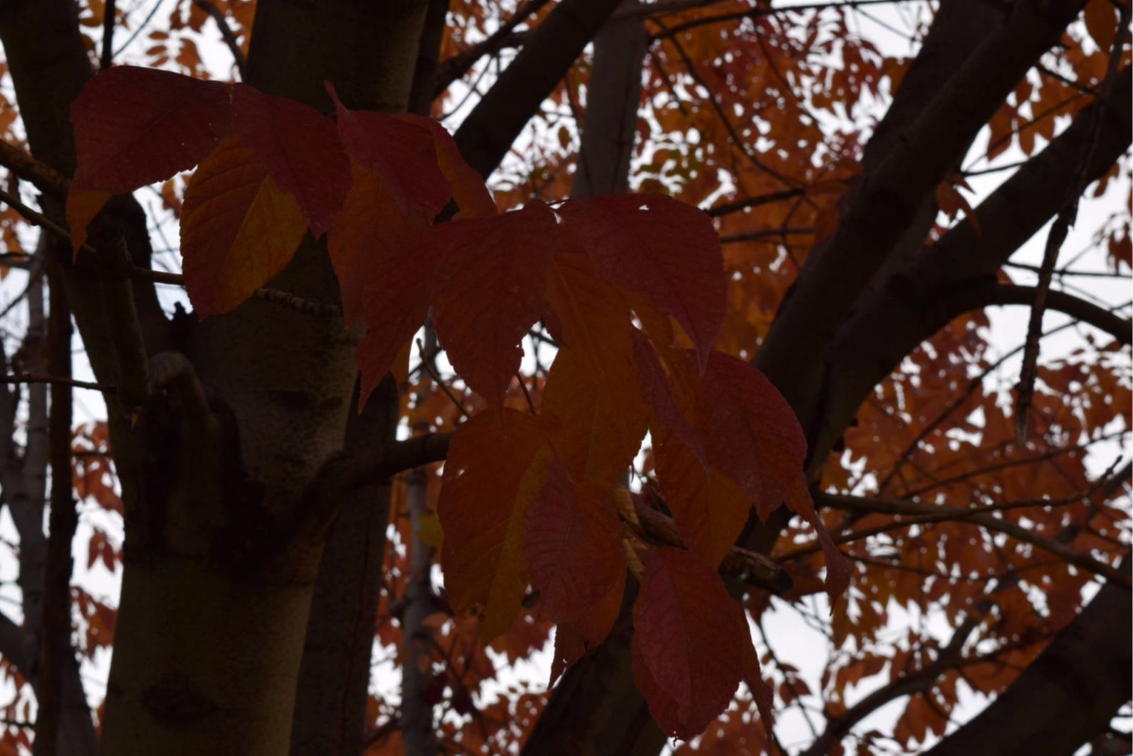 Fall 2018 at the park