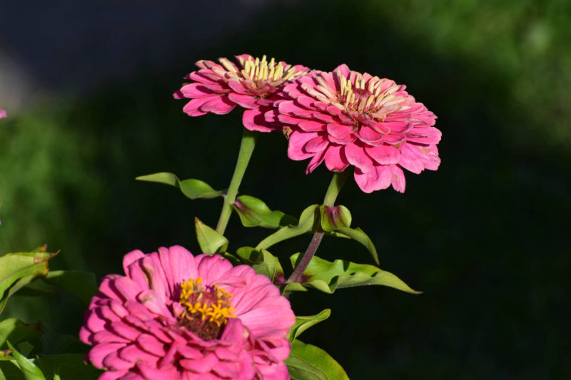 Fall 2018 Boise Depot Flowers